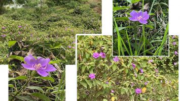 Hoa mua tím Truông Bồn